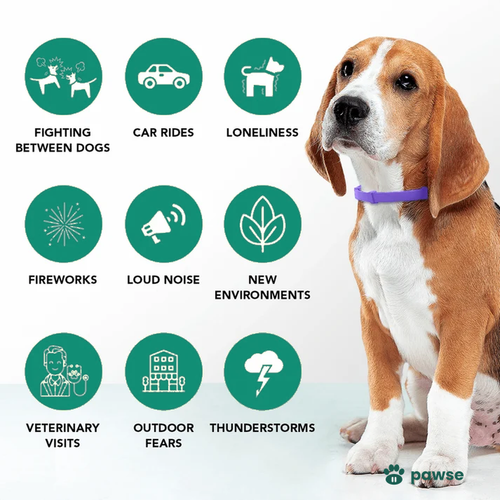 The Pawse™ Collar