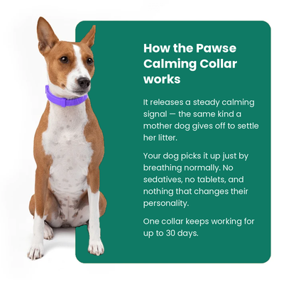The Pawse™ Collar