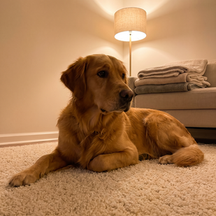 Continuous Calming Support