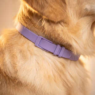 Fit The Collar